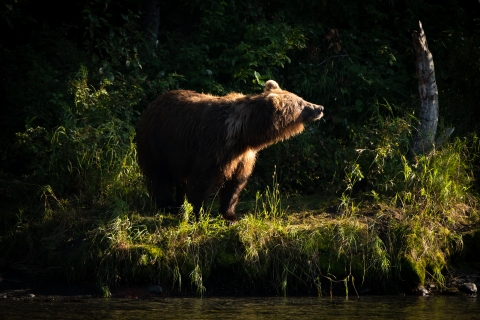 a brown bear on a river bank