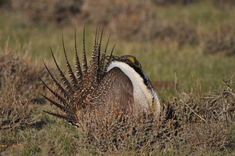 Greater Sage-Grouse