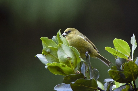 An ʻakekeʻe Birds perches on a green branch. It has a yellowish-green body with a tiny black eye.