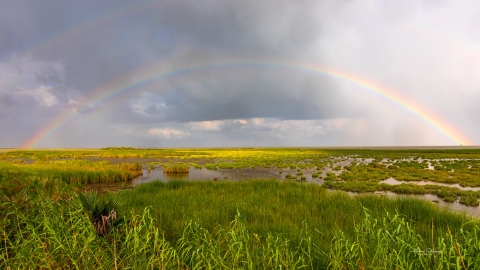 Rainbow stretches over wetland.