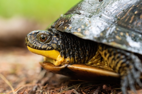 Close up of a Blanding's Turtle, its face and front legs are peeking through its shell