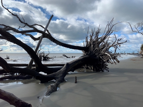 An uprooted and weathered tree across the sand with the Atlantic Ocean in the background and a blanket of clouds overhead.