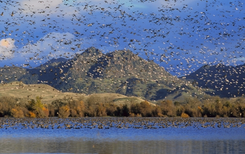ducks and geese flying in air and in water. mountains in background