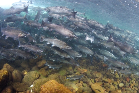 Coho salmon swim upstream from the Pacific Ocean in Washington 