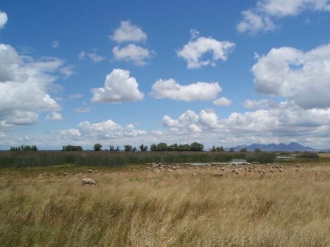 Sheep grazing in yellow native grass field with blue sky and clouds