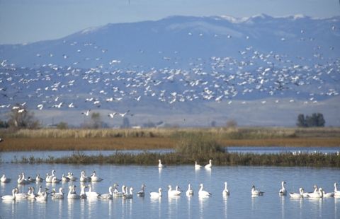 snow geese in water and flying with mountains in background
