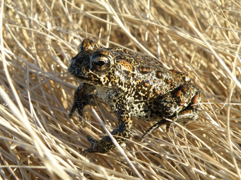 A small spotted brown and black toad on dry grass. 