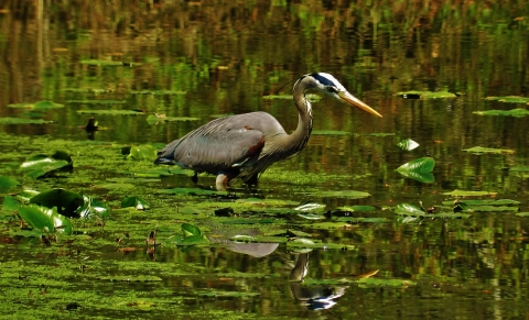 Great Blue Heron at Cash Lake