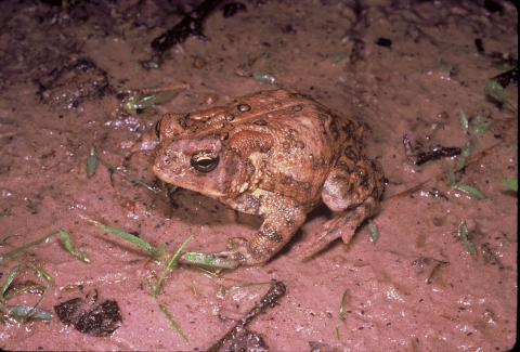 A Houston toad in mud. 