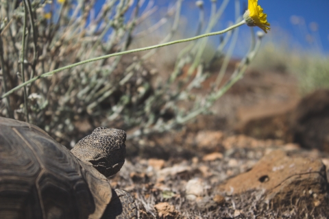 Desert tortoise looking at a flower