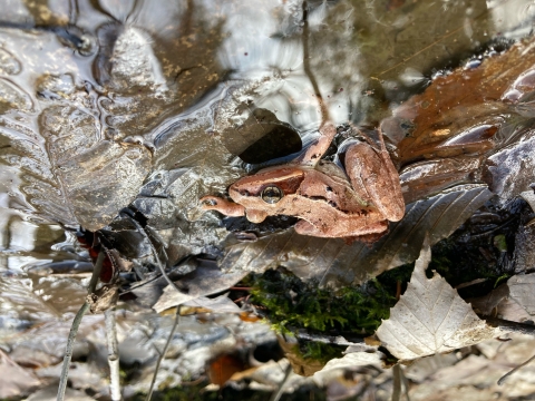 A wood frog sits on leaf litter at the edge of a vernal pool.