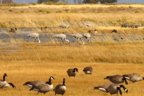 Sandhill Cranes & Canada Geese feeding in a wetland
