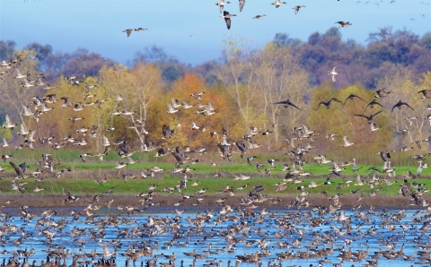 Large flock of ducks and white-fronted geese take flight from wetland with trees in background