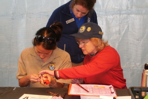 Staff and Volunteer placing a bird band on a cardinal. 