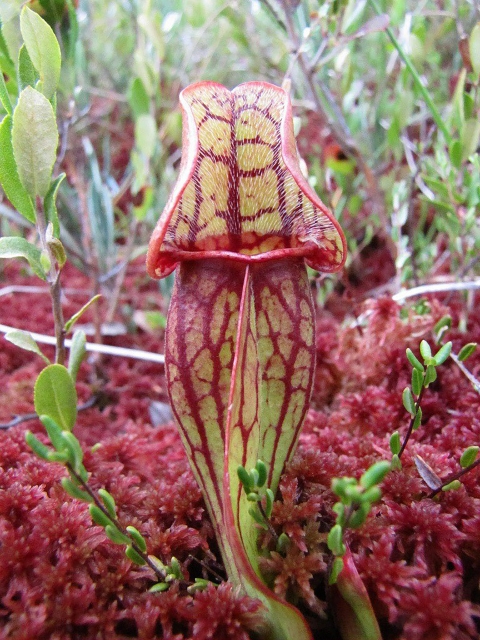 Pitcher plants trap and “digest” insects