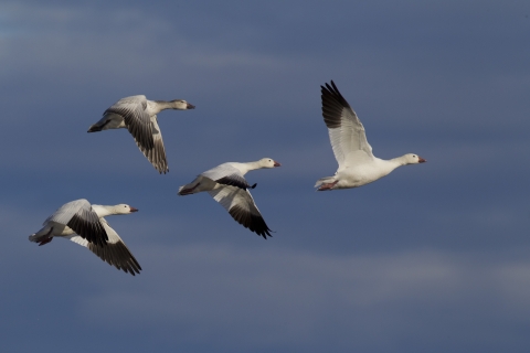 four snow geese in flight with blue sky