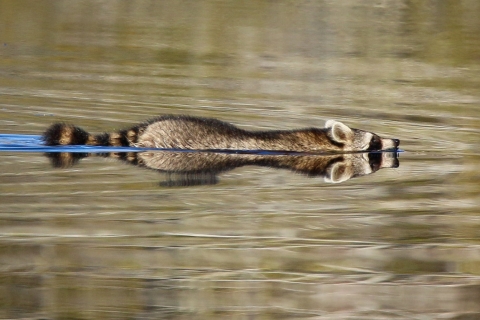 Brown, black & white raccoon swimming in a canal