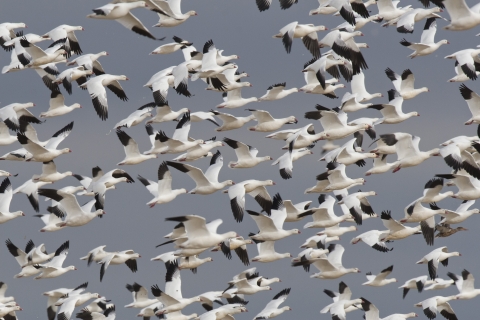Large flock of Ross's and snow geese in flight against a blue sky