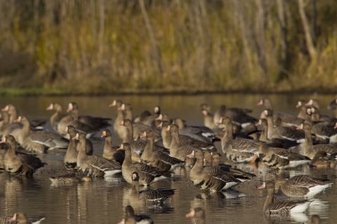 flock of white-fronted geese standing in a pond with reeds in the background