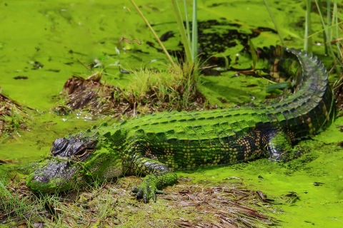 Alligator laying in green mossy muck