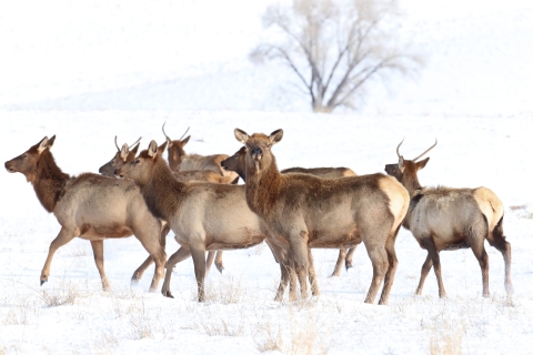 A herd of elk in snow with one looking at the camera.