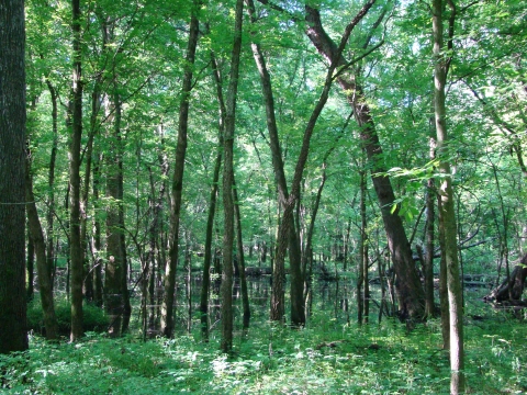 Full forest full of green trees with green plants on the ground.