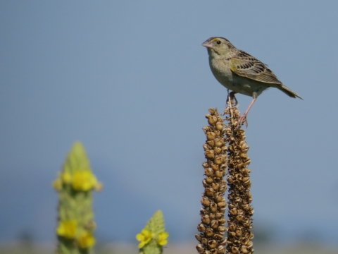 grasshopper sparrow on a branch