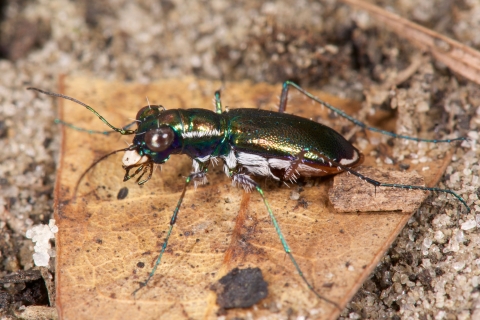 An iridescent insect with many small hairs on its belly standing on leaf litter and sandy soil.