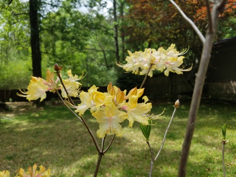 Yellow flowers in bloom on a native azalea