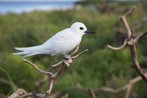 A close up of the white smallest tern on branch.