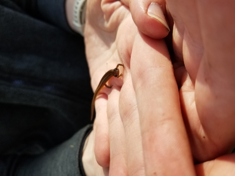 Chamberlain's dwarf salamander on the palm of a hand staring straight into the camera.