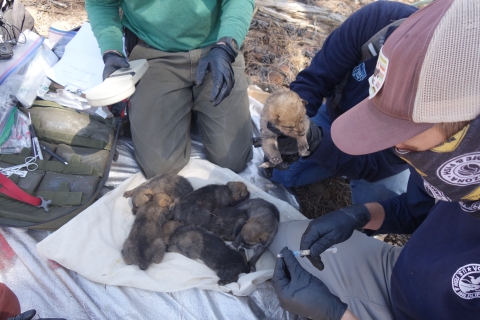 Six Mexican wolf pups are mixed together on a towel before going into a wild den