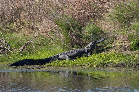 An American Alligator sits on a grassy bank with its mouth open; water in the foreground and dead brushy vegetation in the background