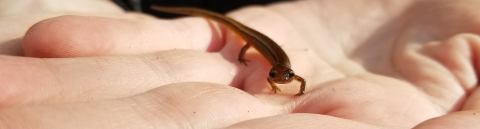 Small salamander on the palm of a hand stares straight into the camera.
