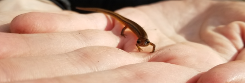 Chamberlain's dwarf salamander on the palm of a hand staring at the camera.