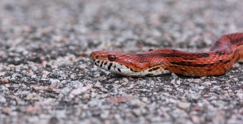 A reddish-orange snake sitting on a paved surface