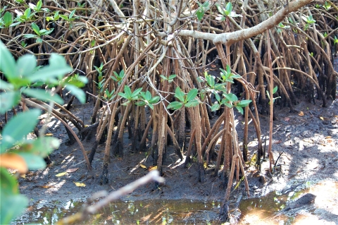 Exposed mangrove root system.