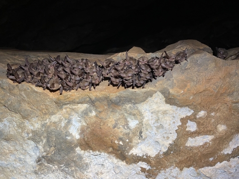 Cluster of hibernating Ozark big-eared bats