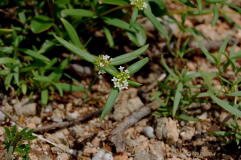 Green shrub, low to the ground with small elongated green leaves and cluster, white flowers.