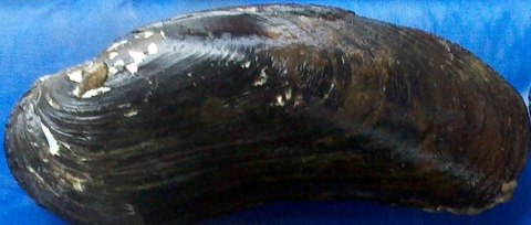 spectaclecase (Cumberlandia monodonta)