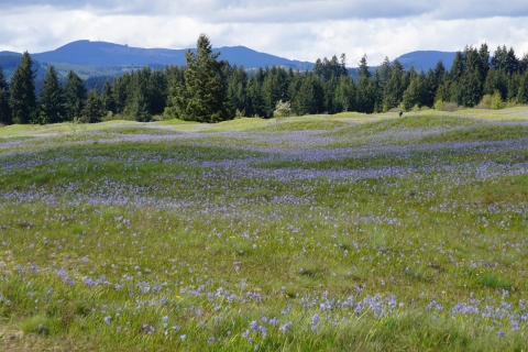 Purple camas flowers on a rolling prairie with distant trees and hills