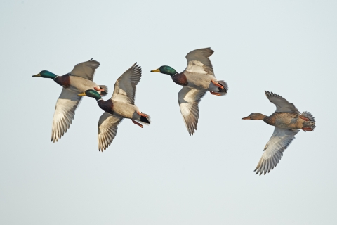 Three drake mallards and one hen mallard in flight 