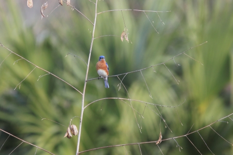 Blue and red bird perched on a thin branch