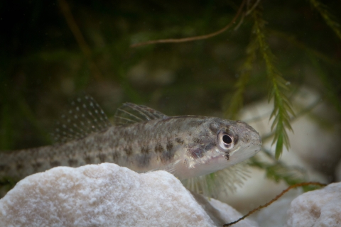 a silvery fish with dark spots resting on rocks among algae