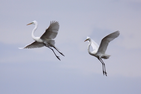 Two large white wading birds in flight