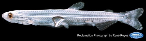 A long, slender, silver fish