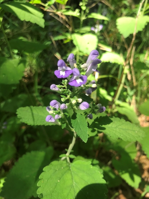 A close up of the Ocmulgee skullcap's purple blooms.