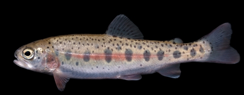 A juvenile fish seems to float in front of a black background. The fish had small spots and a red stripe running down its body.
