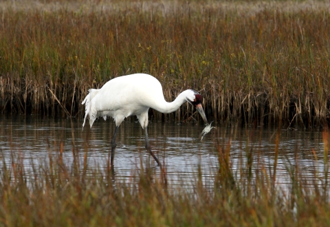 An adult whooping crane eats a blue crab while wading in a coastal marsh, surrounded by green and brown vegetation.