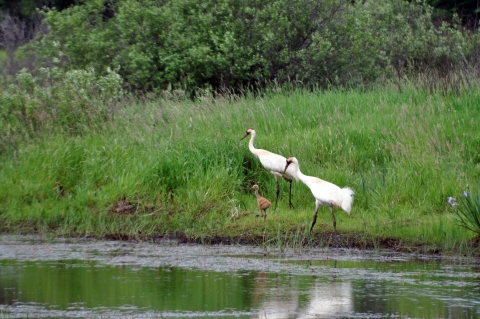 two adult whopping crane with one baby standing lakeside with green grass in background